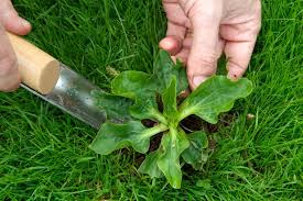 Terras impregneren tegen groene aanslag, Terras waterdicht impregneren, Terraseal Pro